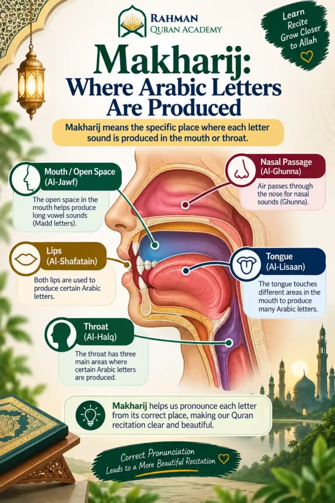 How to Learn Tajweed as a Beginner: A Step-by-Step Roadmap 5 Makharij diagram showing the main articulation areas for Arabic Quranic letters