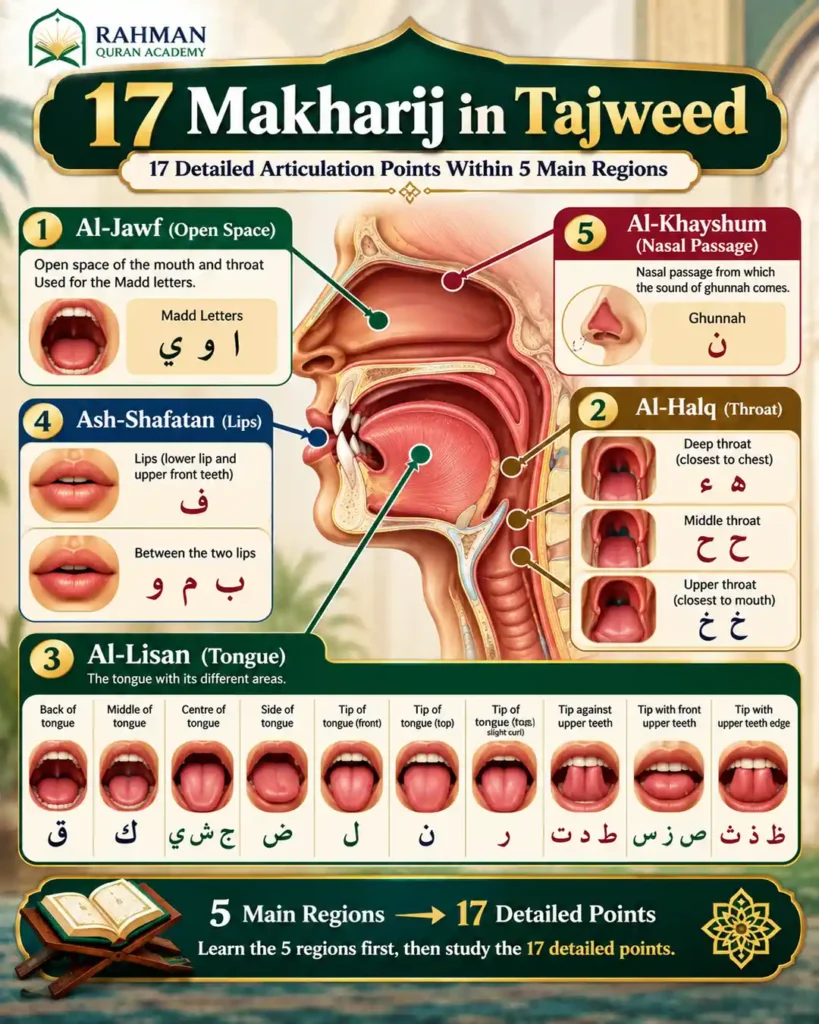 17 Makharij articulation points in Tajweed grouped into five main regions