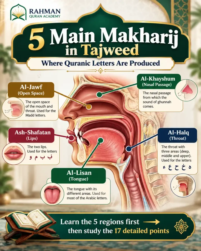 5 main Makharij in Tajweed showing the articulation areas for Quranic letters